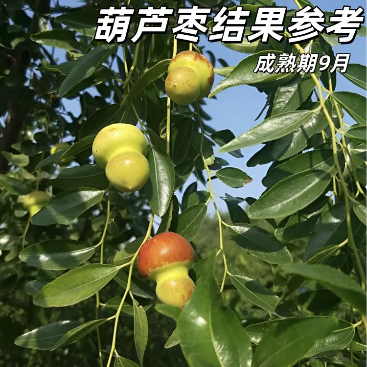 葫芦枣树苗活苗当年结果地栽枣子树苗南方北方种植枣树嫁接果树苗