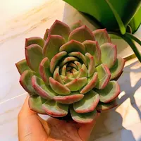 12#夜魔侠2颗  脱土 多肉植物【多肉满15包邮】  新手好养 
