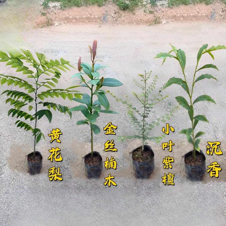 庭院名贵树苗金丝楠木树苗正宗奇楠沉香珍稀小叶紫檀海南黄花梨苗