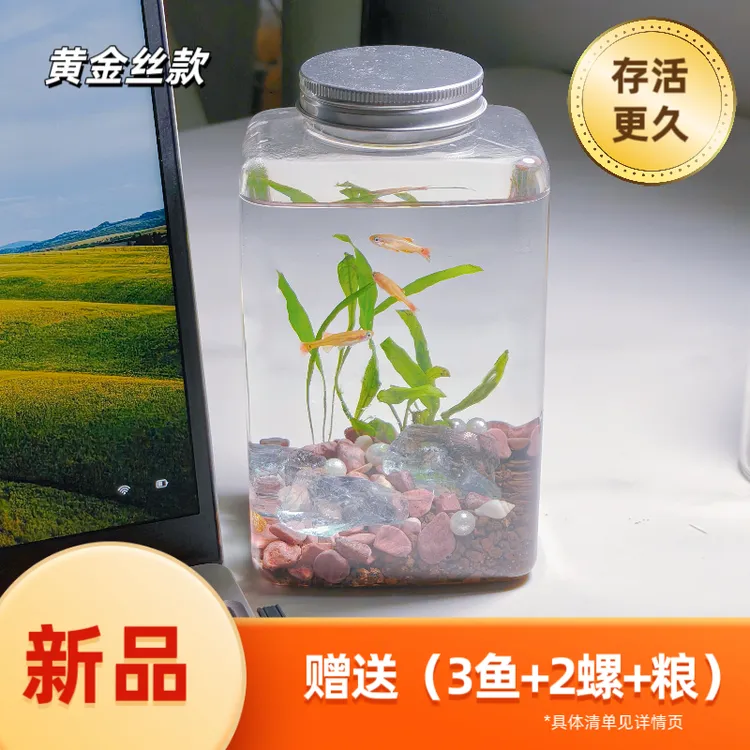 【生态瓶】生态鱼缸 桌面懒人免打理鱼缸  摸鱼加薪瓶