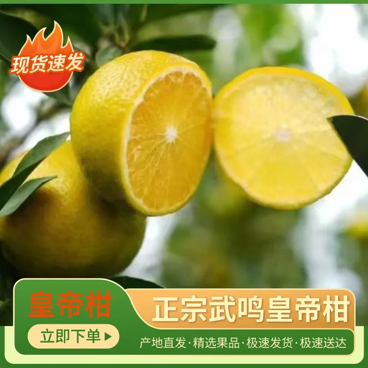 广西武鸣皇帝柑大果10斤/5斤装贡柑橘子黄帝柑清甜多汁广西皇帝柑