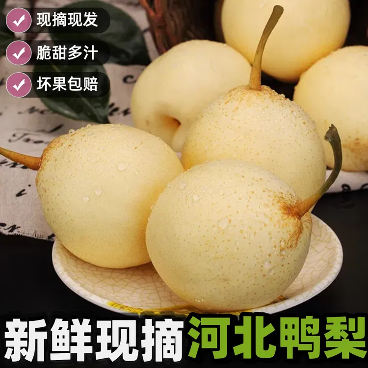 现摘自然熟河北鸭梨中秋水果礼盒酥脆当季新鲜水果产地直发雪梨子