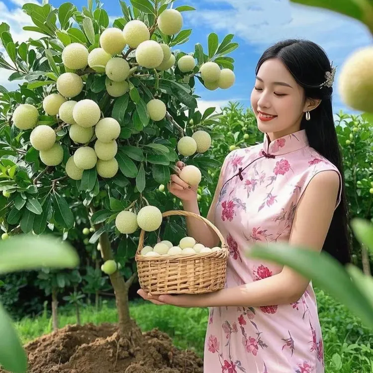 水晶杨梅树苗杨梅树苗嫁接杨梅盆栽地栽南北种植大果树苗杨梅苗