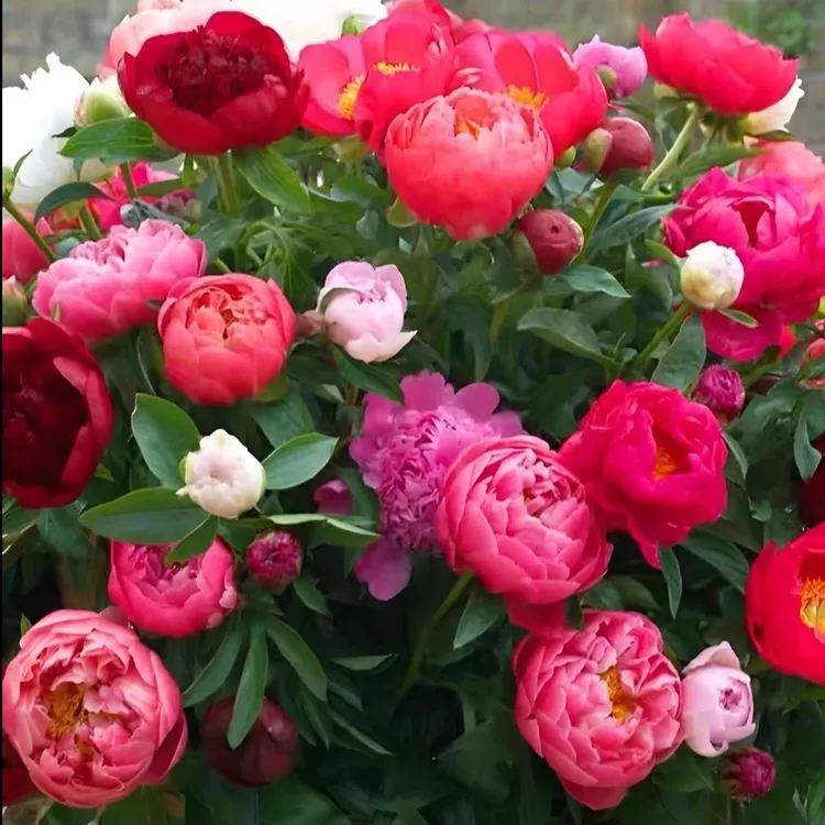 缠枝牡丹花种子混色重瓣大花四季种植多年生阳台庭院好养花卉