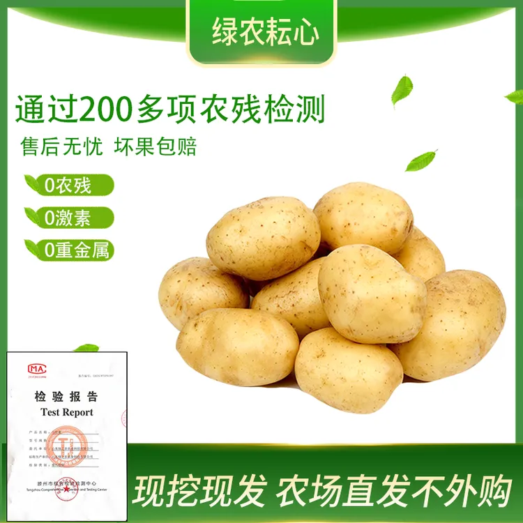 25年滕州新土豆黄心土豆黄皮黄心黄金薯新鲜现挖洋芋