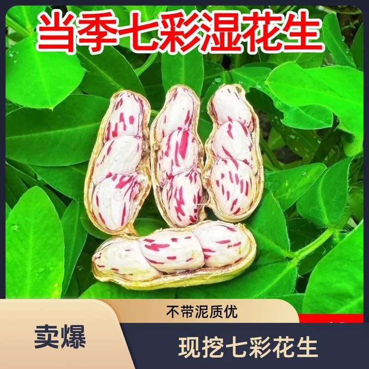 【不带泥】现挖带壳现发云南牛奶正宗云南正宗七彩花生五彩花生