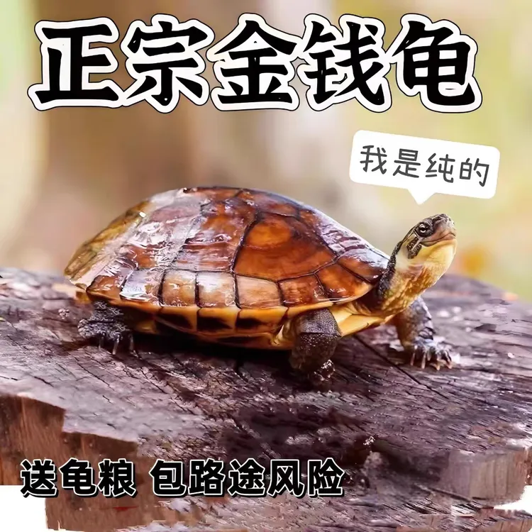 纯正石金钱龟招财宠物龟小乌龟活物小青龟苗黄金龟苗纯正海南三线