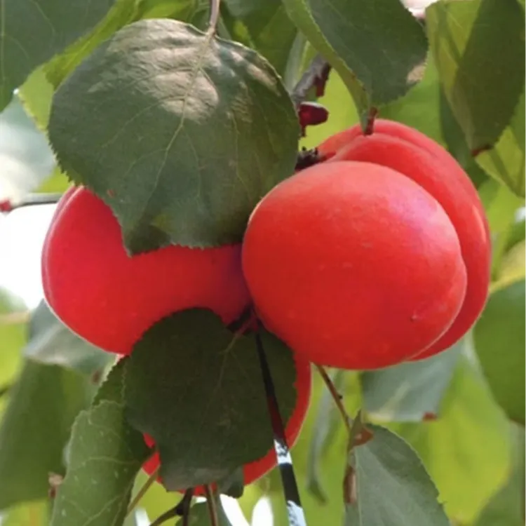 【嫁接杏树苗】沙金红杏大果红杏帝王杏南方北方新品耐寒抗旱果树苗