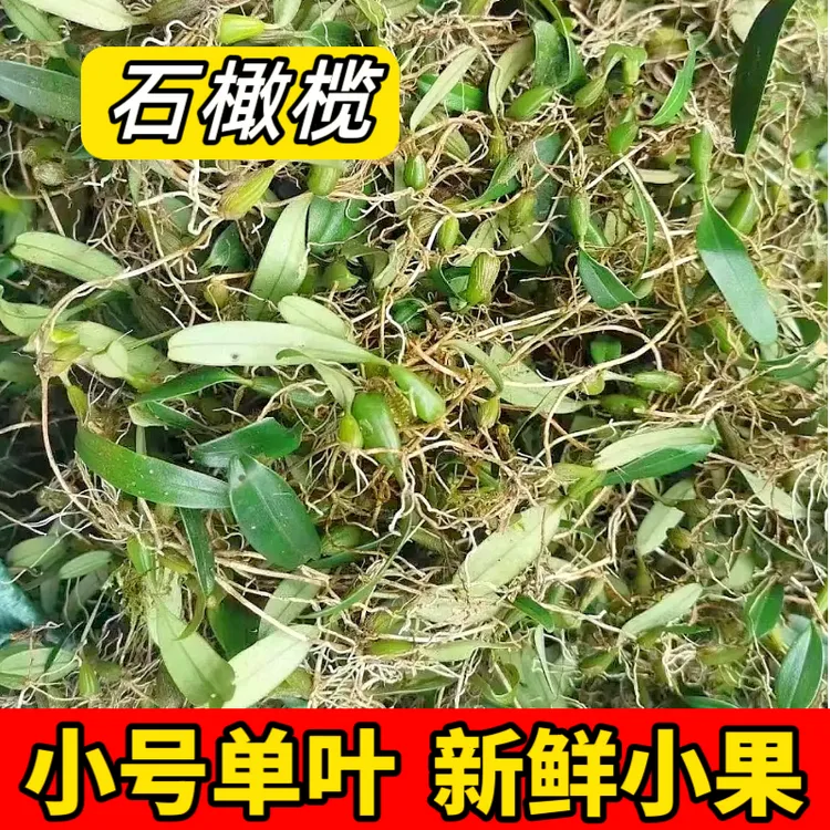 新鲜石橄榄单叶小果石橄榄煲汤炖汤250克