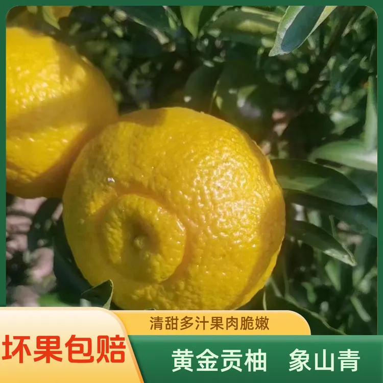 正宗岩垅黄金贡柚象山青柚现摘怀化手剥橙清甜多汁产地发货新鲜