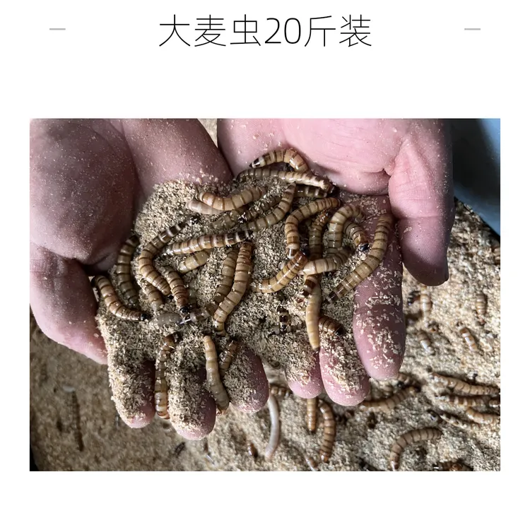 顺丰包邮【大麦虫20斤装】宠物鱼类鸟类龟类鼠类虫子饲料