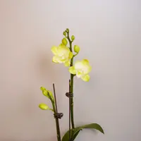 悠花里蝴蝶兰（玉兔2.8寸）带花带花苞开花珠发货