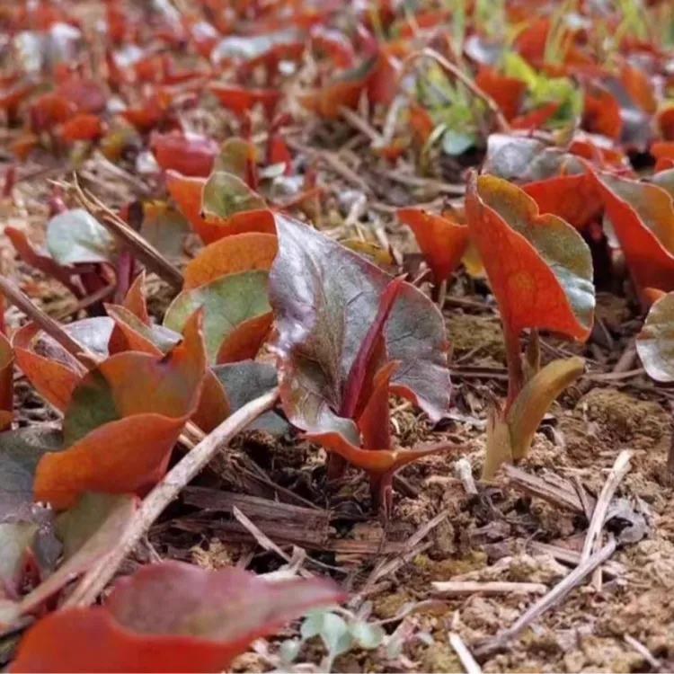 折耳根鱼腥草种子四季种植阳台庭院盆栽地载泡沫箱蔬菜种植