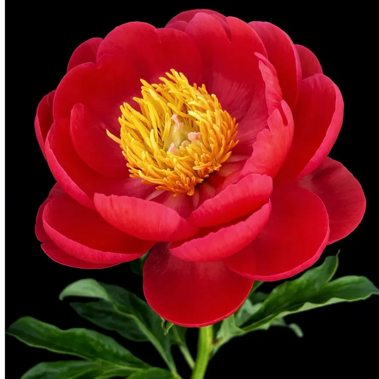 【珊瑚魔法】重瓣芍药直播间芍药基地直发高品质鲜切花生活鲜花