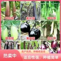 【茄子大全】绿罐茄圆茄竹丝茄绿把长茄种子四季蔬菜种子青茄子绿皮