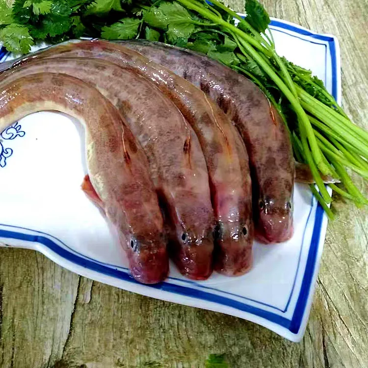 渤海湾花鲶鱼有破肚冷冻发货