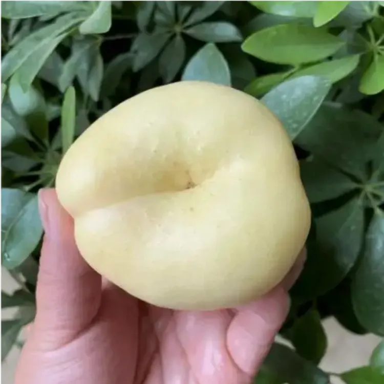 【3年苗买一送一】正宗蜂糖白玉桃树苗嫁接桃树果苗南北方盆栽地栽