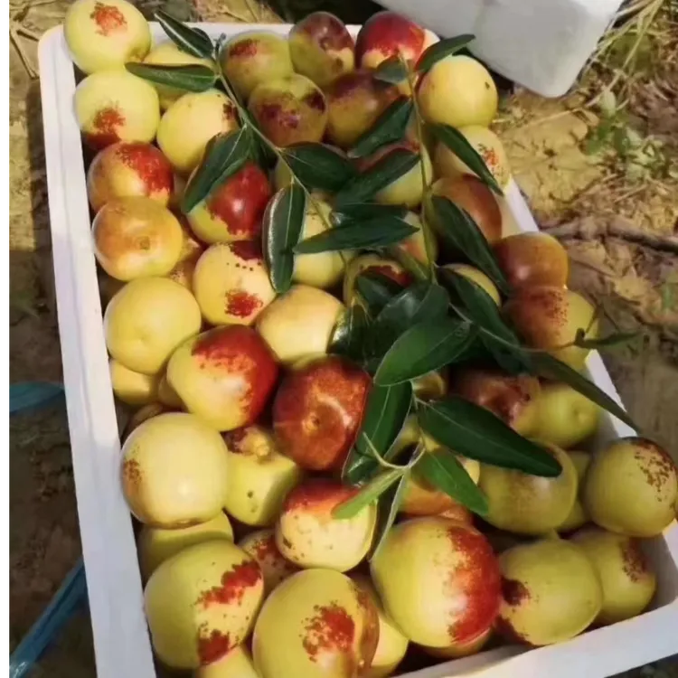 大果精品冬枣，脆甜多汁，当天清晨采摘发货。