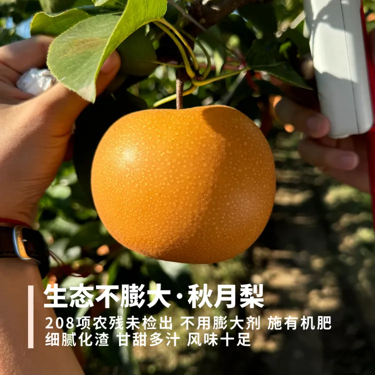 【生态不膨大】秋月梨 不用膨大剂 细腻化渣甘甜多汁 风味更足4.5斤