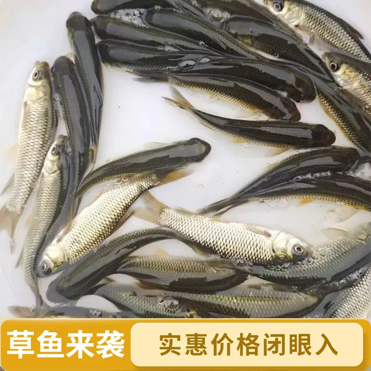 广东广州草鱼 皖鱼好养吃草鱼场地直发  淡水水族活体宠物观赏鱼