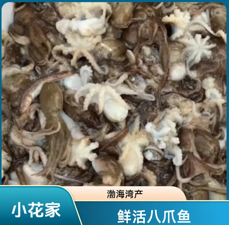 【小花家】迷你小八爪鱼（京津冀鲜发其他地区冷冻发保鲜不保活）
