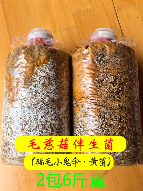 毛慈菇伴生菌（非食用菌）（2包重6斤黄菌）