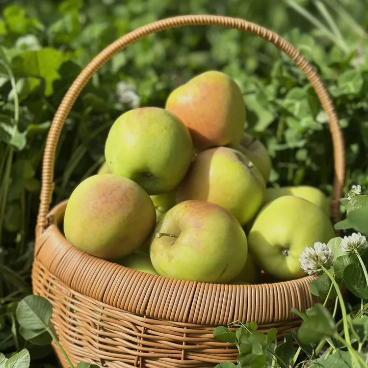 西藏青森苹果 纯甜无酸 脆香无渣 高原生态种植