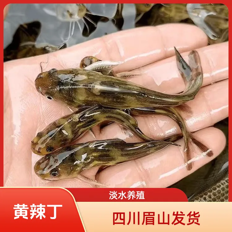 黄辣丁 黄骨鱼 四川眉山渔场直发可食用观赏宠物鱼