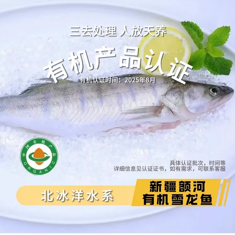 新疆有机富硒雪龙鱼无污染纯天然3条约1500g