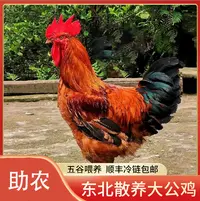 【艳子专属】散养黄油大公鸡 4斤-6斤 笨鸡黄芪喂养无抗顺丰包邮