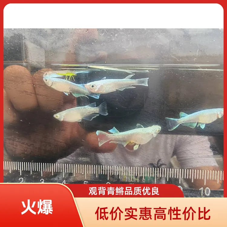 观背青鳉龙兰、宽鳍玛利亚小型冷水鱼观赏皮实好养包损包活