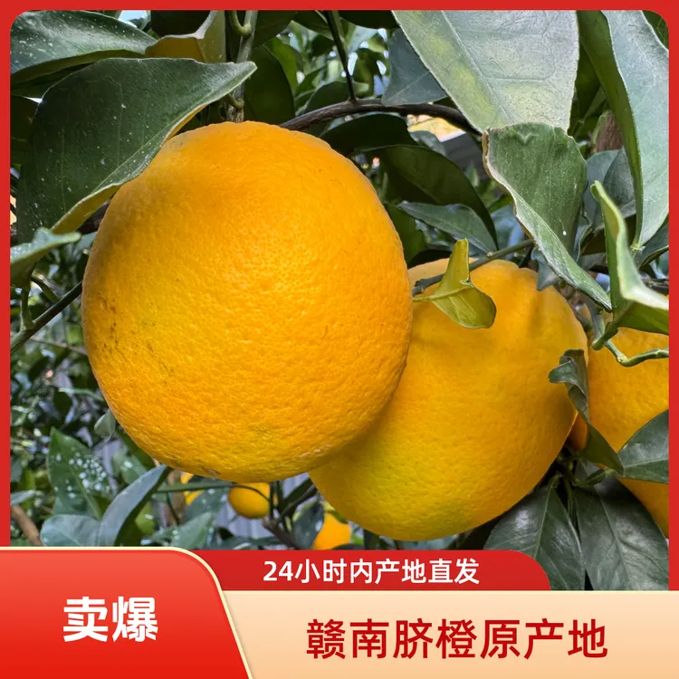 犹江红现摘现发正宗赣南脐橙原产地发货纽荷尔脐橙标准果精品果