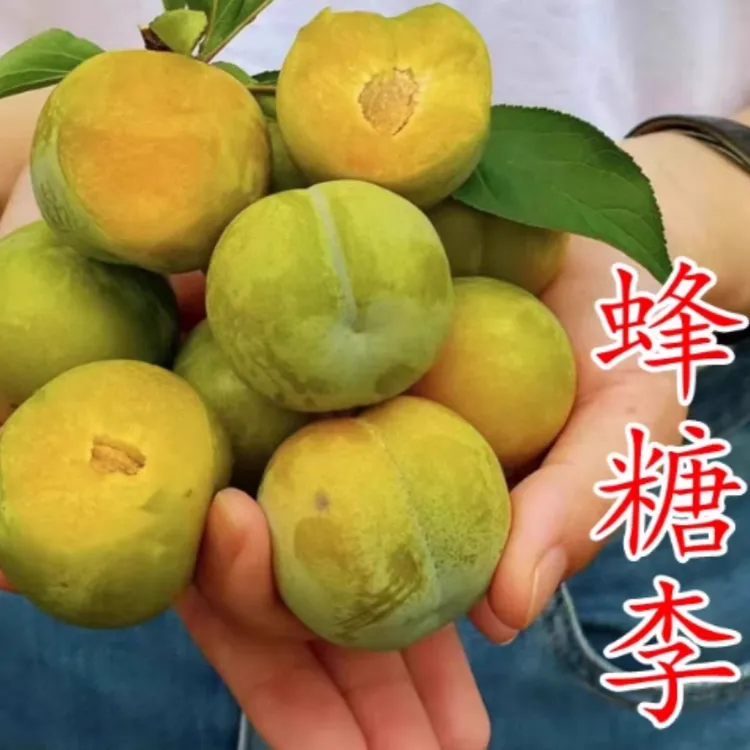 正宗蜂糖李子树苗脱骨青脆李子树苗早熟南方北方地栽盆栽耐寒耐热