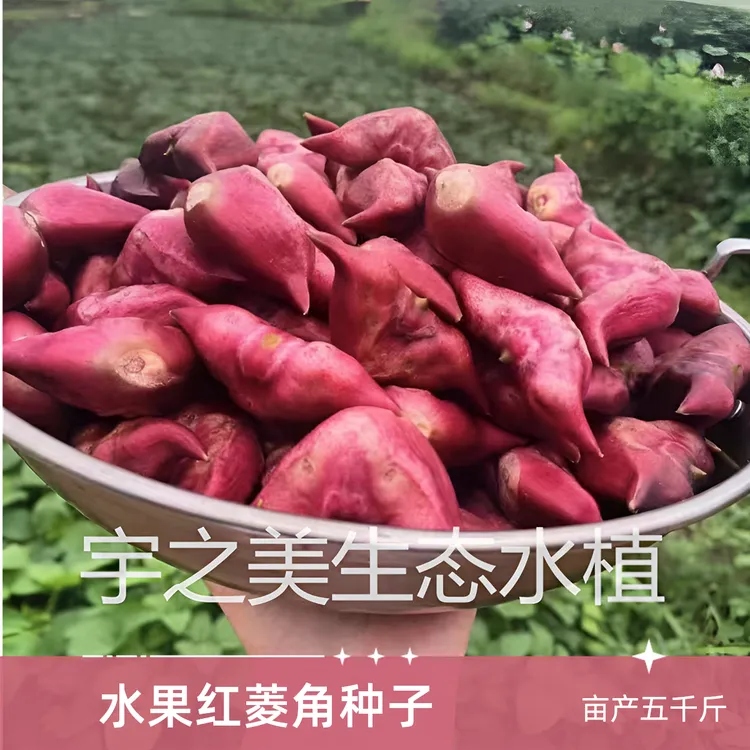 红菱角种子苗水果菱角老菱角种子池塘水生植物菱角苗种植红菱角种