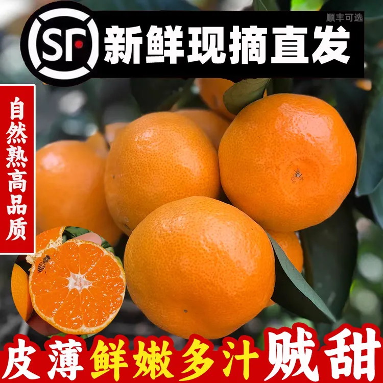 顺丰包邮浙江临海涌泉蜜桔新鲜现摘现发纯甜无籽无渣