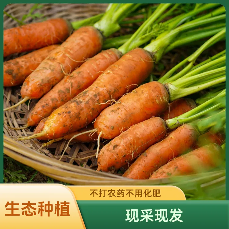 现挖新鲜带泥胡萝卜脆甜可口生态种植无农残老品种胡萝卜