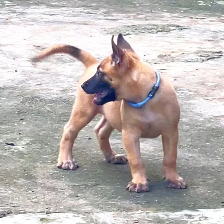 01木昜杨家的马犬