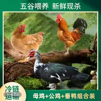 【小邢】2只2年老母鸡+赠1只公鸡+赠1只番鸭 共4只净重共11斤