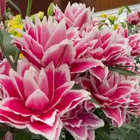 南美球1颗进口【火星之恋】18/20庭院阳台重瓣香水百合花球