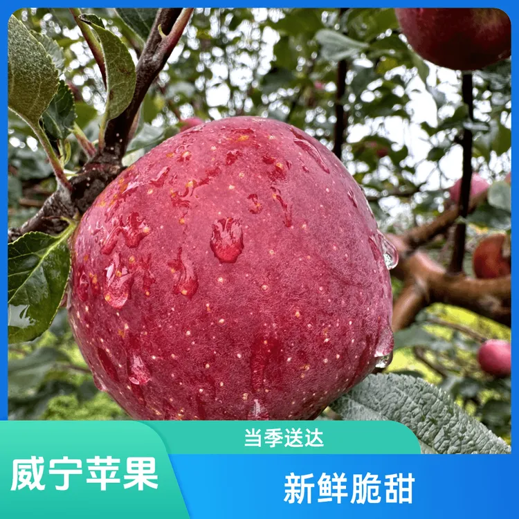 高原丑苹果贵州威宁糖心苹果新鲜包邮当季不催熟红脆甜