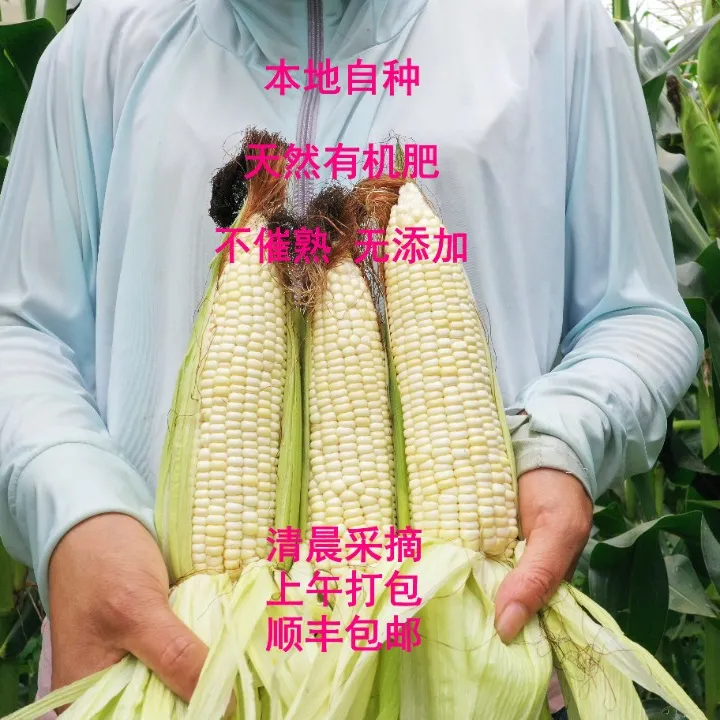 广东梅州自种当季现摘香甜软糯白糯甜玉米粗粮早餐代餐带皮发顺丰