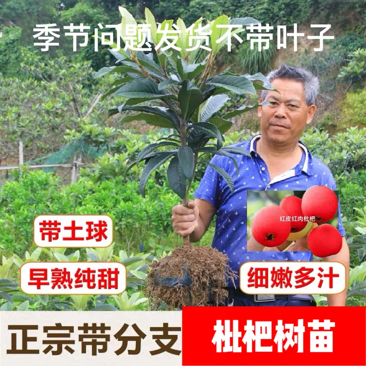 【正宗枇杷树苗】盆栽地栽阳台庭院种植无核 枇杷果树苗商品图