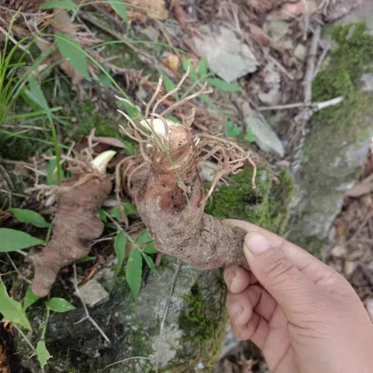 云南滇重楼现挖鲜货七叶一枝花小苗绿植花卉种植产地直发
