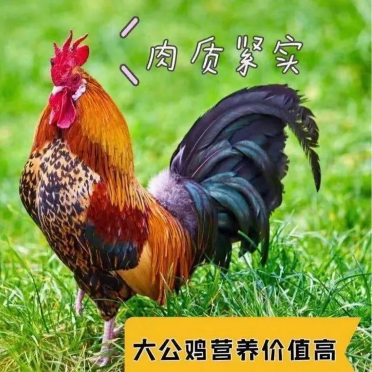 大公鸡 林间散养 肉质紧实 养足180天   现宰现杀  整鸡发货