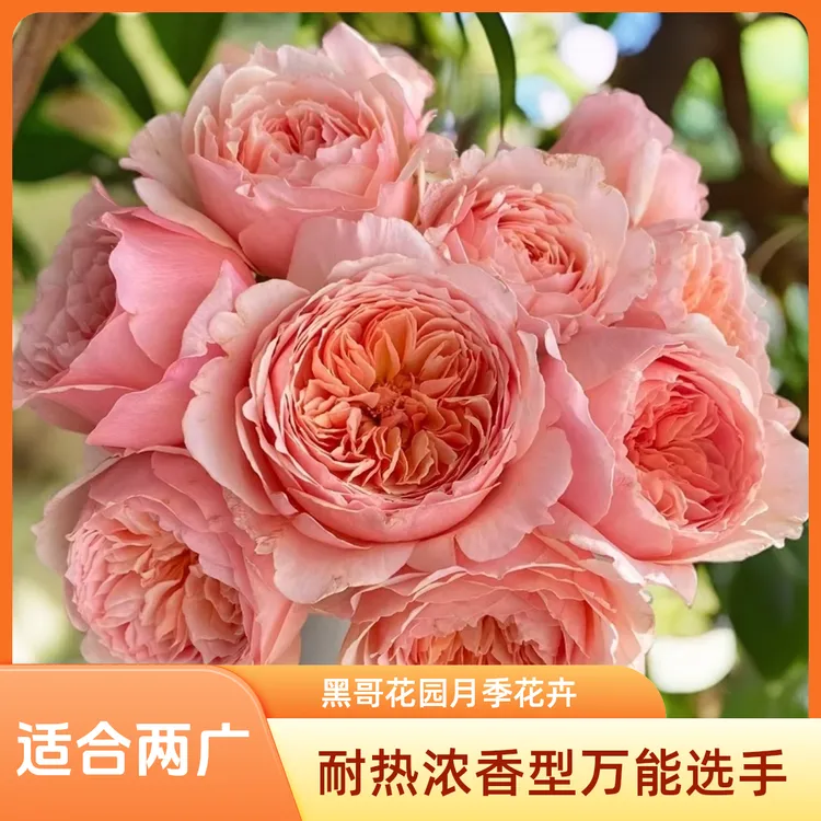 黑哥的花园两广三宝之真宙月季大奖奶油桃红大花耐热抗病阳台盆栽
