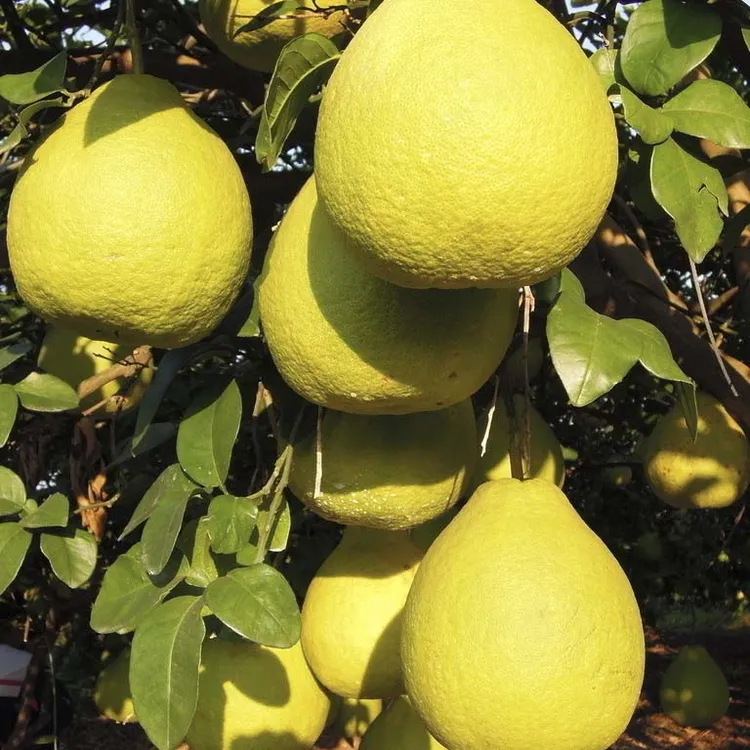 正宗沙田柚苗 嫁接柚子果苗 容县沙田柚子苗嫁接蜜柚子果树苗