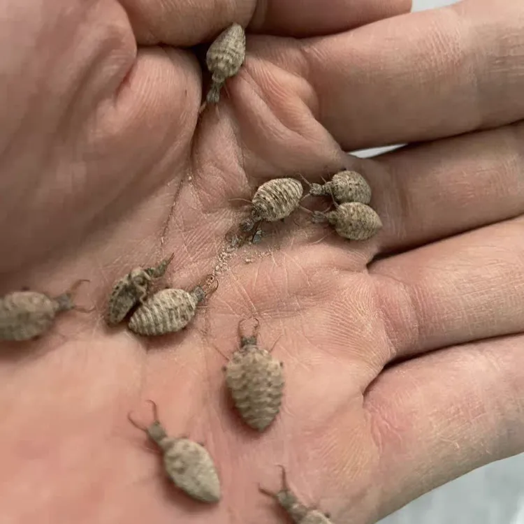 野生地牯牛倒退虫蚁狮只吃不拉钻沙昆虫活体金沙牛中药材正品