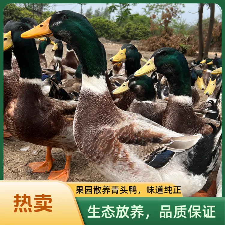 广西生态青头鸭 乡村土鸭老鸭五谷杂粮喂养农家散养鸭子现宰现发