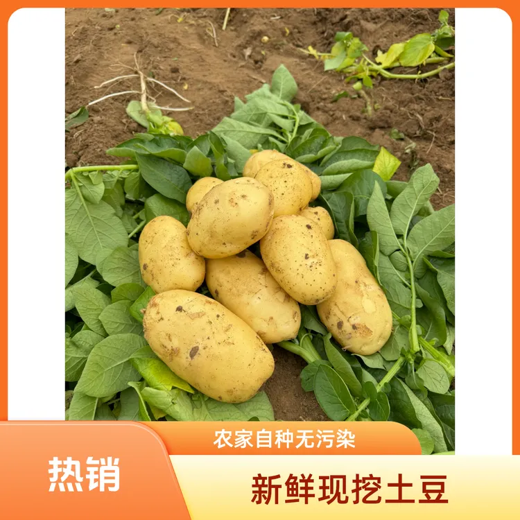 （申通包邮）山东胶州黄皮蔬菜黄瓤荷兰土豆现挖现发5斤装