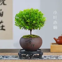 【国风】小叶赤楠陶瓷花盆景办公室内四季花卉绿植盆栽摆件茶桌老桩